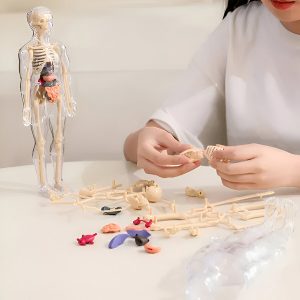 3D výukový model anatomie lidského těla | FLESHTOPIA